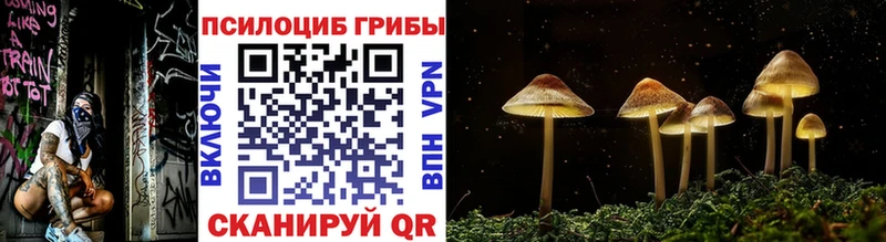 Купить закладки  Каменногорск  Псилоцибиновые грибы GOLDEN TEACHER 